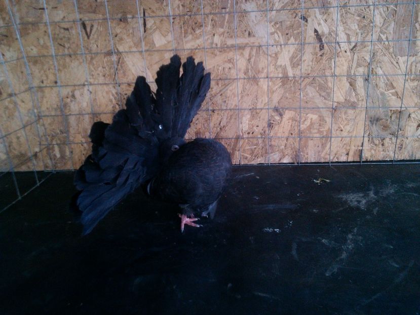 3 - Pui voltati 2017