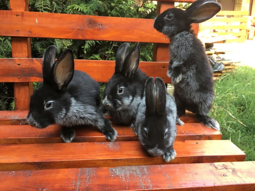 15.08.17 4 pui 2 femele si 2 masculi - 2 Cuib 14-06-2017 - 4 pui