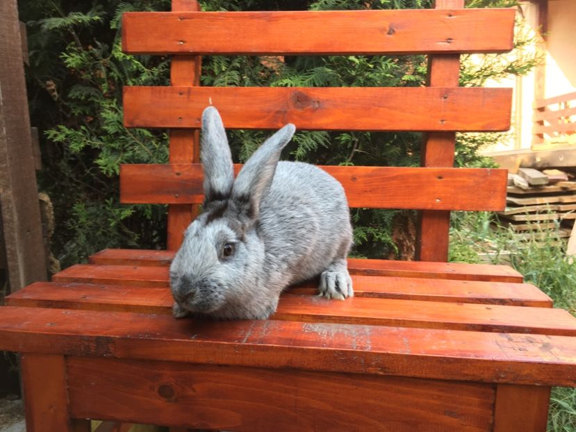 Femela 15.08.17 - 1 Cuib 12-04-2017 - 5 pui