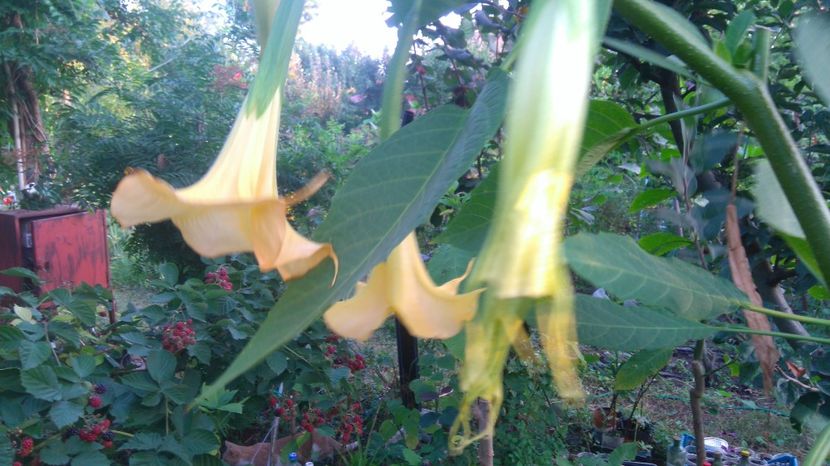  - Brugmansia 2017