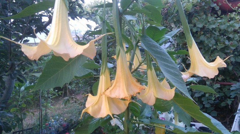  - Brugmansia 2017