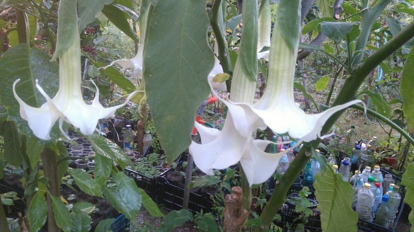  - Brugmansia 2017