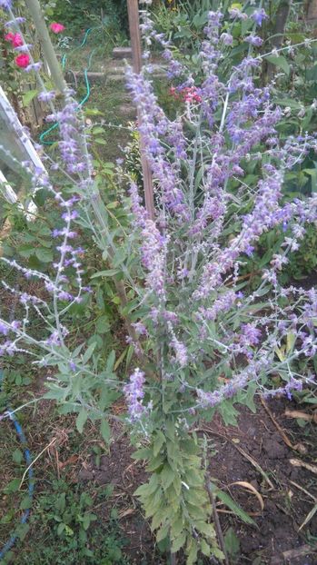 salvia perovskaia - Gradina flori 2017