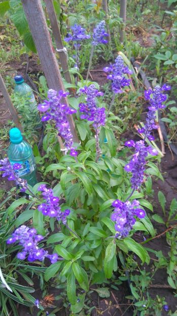 salvia patens - Gradina flori 2017