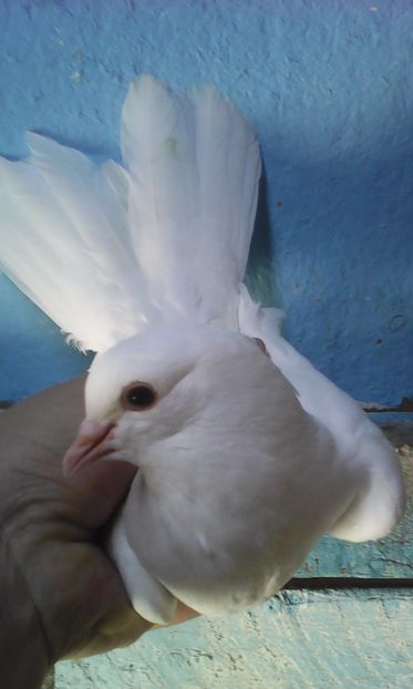  - Zburător ROSU DE TARGOVISTE