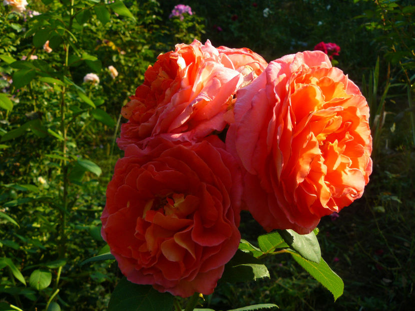 Mamie Ditiere - 2017 August