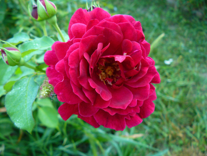 Dimov 6 - 2017 August