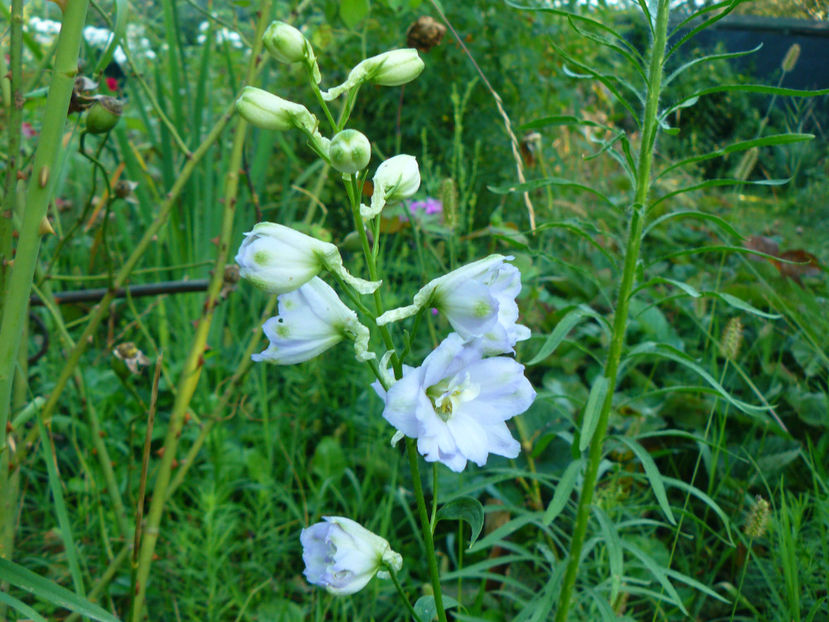 Delfinium _Multumesc Aurelia :-) - 2017 August