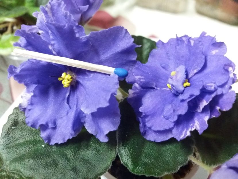  - violete