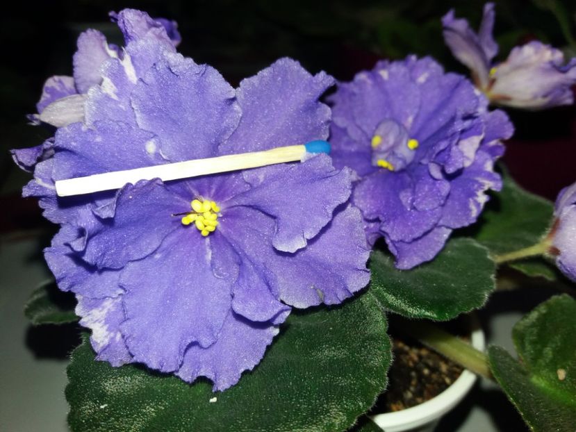  - violete