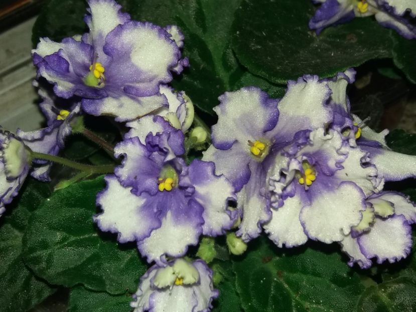  - violete