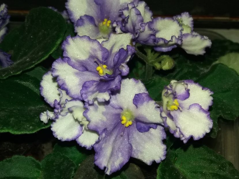  - violete