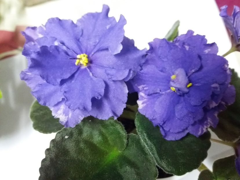  - violete