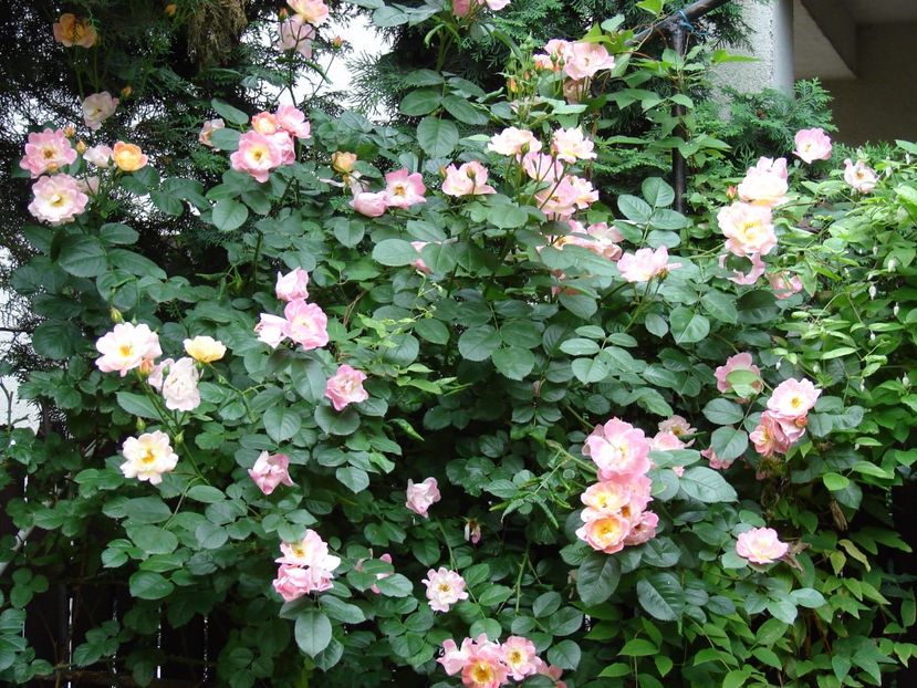  - Herzogin Friederike