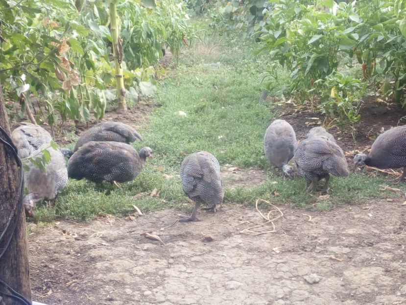  - Pui bibilica iunie 2017