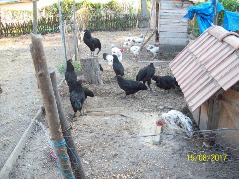  - Australorp