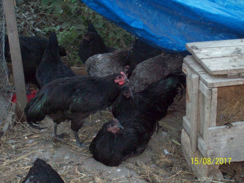  - Australorp