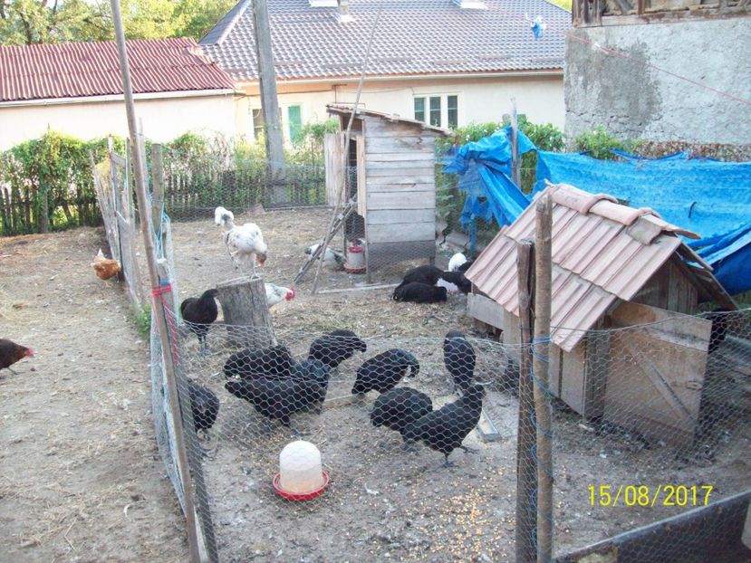  - Australorp