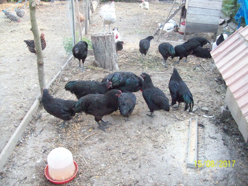  - Australorp