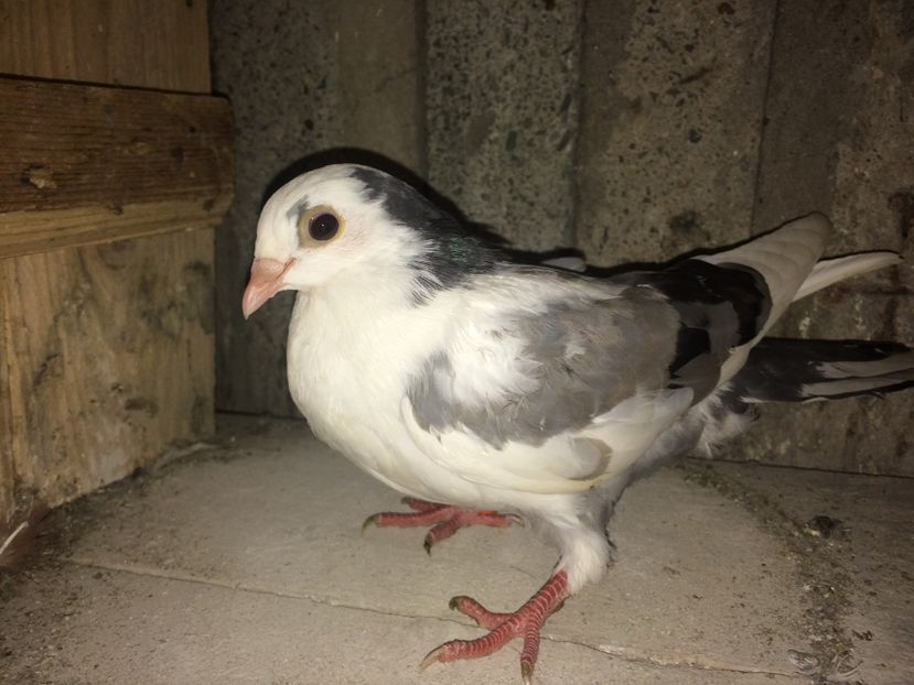 Mascul fara inel andrei - 0-lot zbor pui 2017