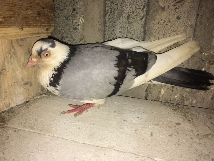 Femela fara inel andrei - 0-lot zbor pui 2017