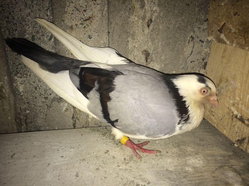  - 0-lot zbor pui 2017