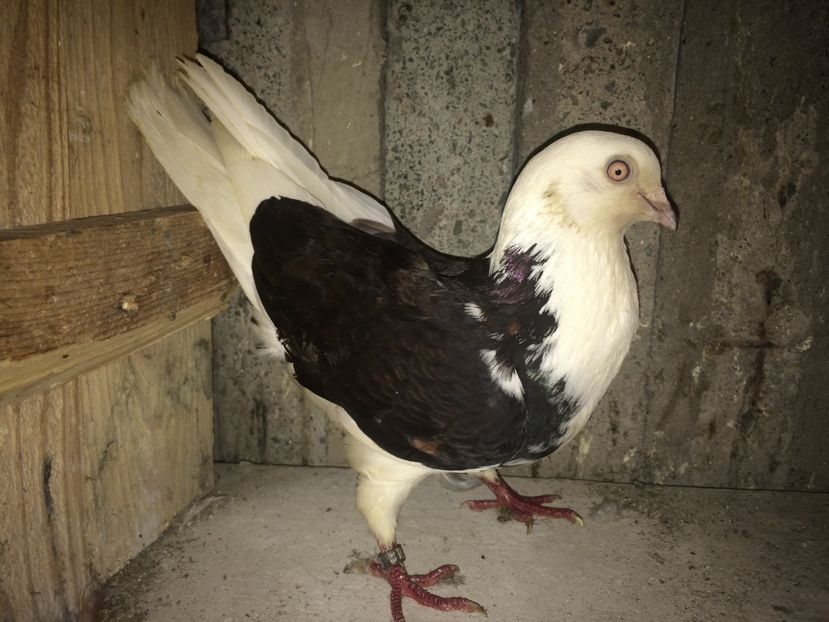 D228/08 - 0-lot zbor pui 2017