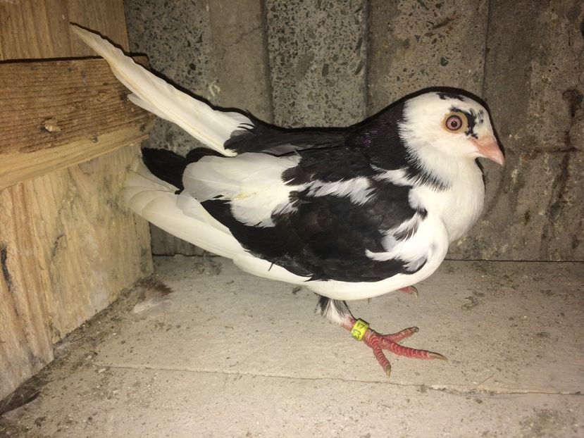  - 0-lot zbor pui 2017