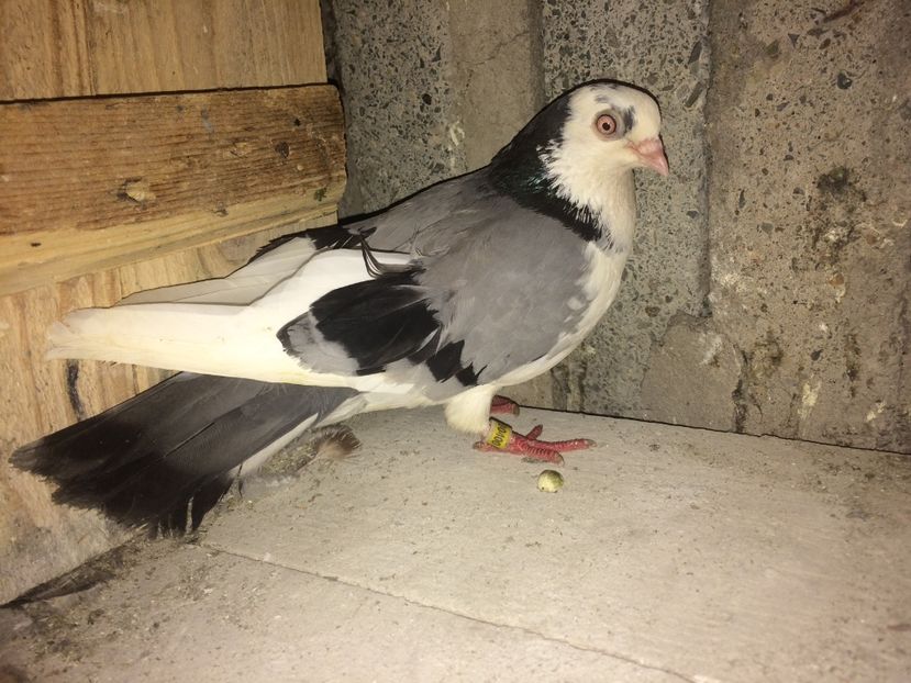 00400/14 - 0-lot zbor pui 2017