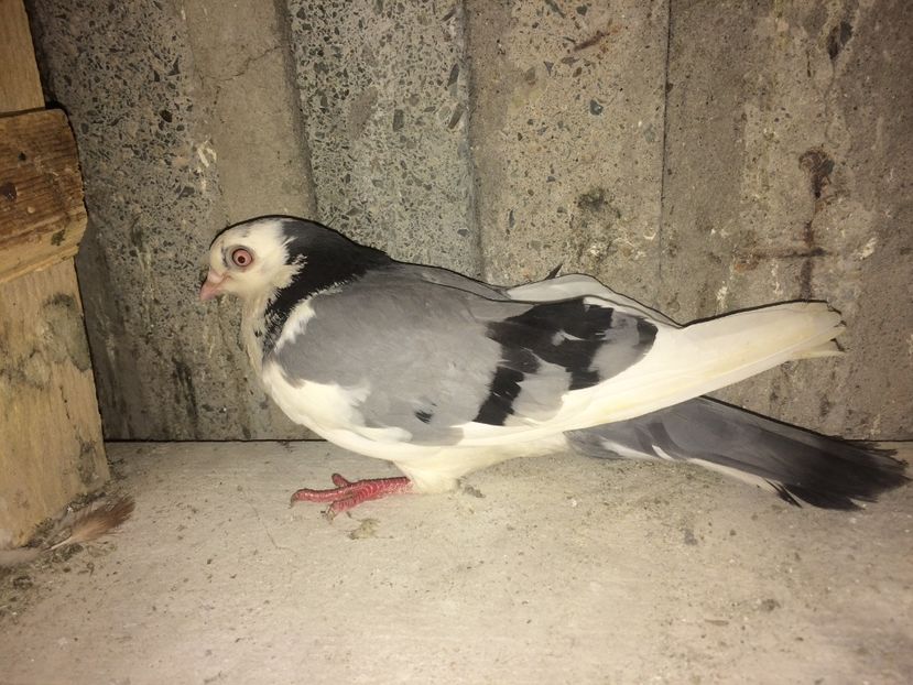  - 0-lot zbor pui 2017