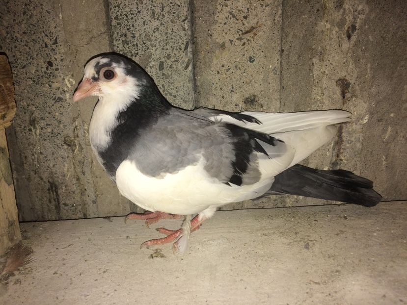  - 0-lot zbor pui 2017