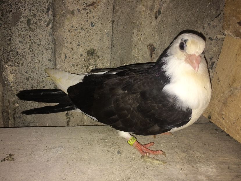 C3023/17 - 0-lot zbor pui 2017