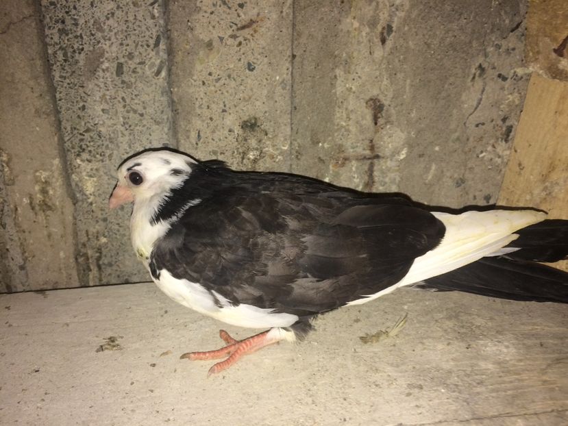  - 0-lot zbor pui 2017