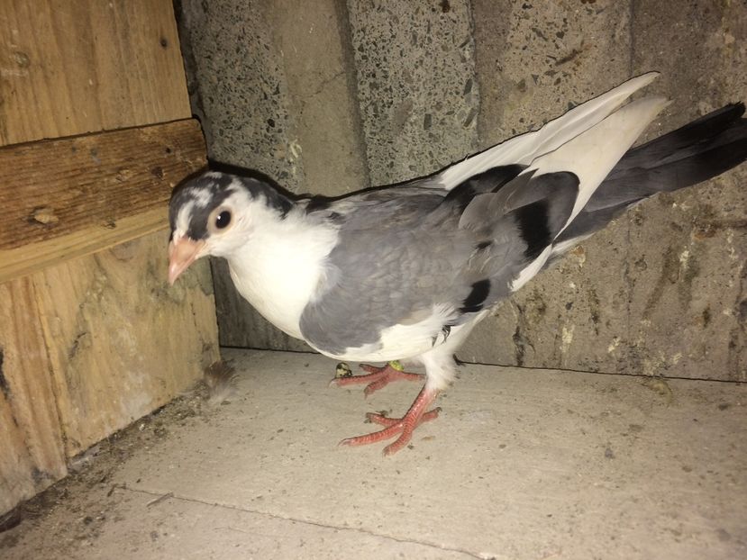 C3004/17 - 0-lot zbor pui 2017