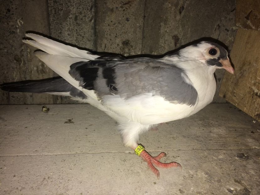  - 0-lot zbor pui 2017