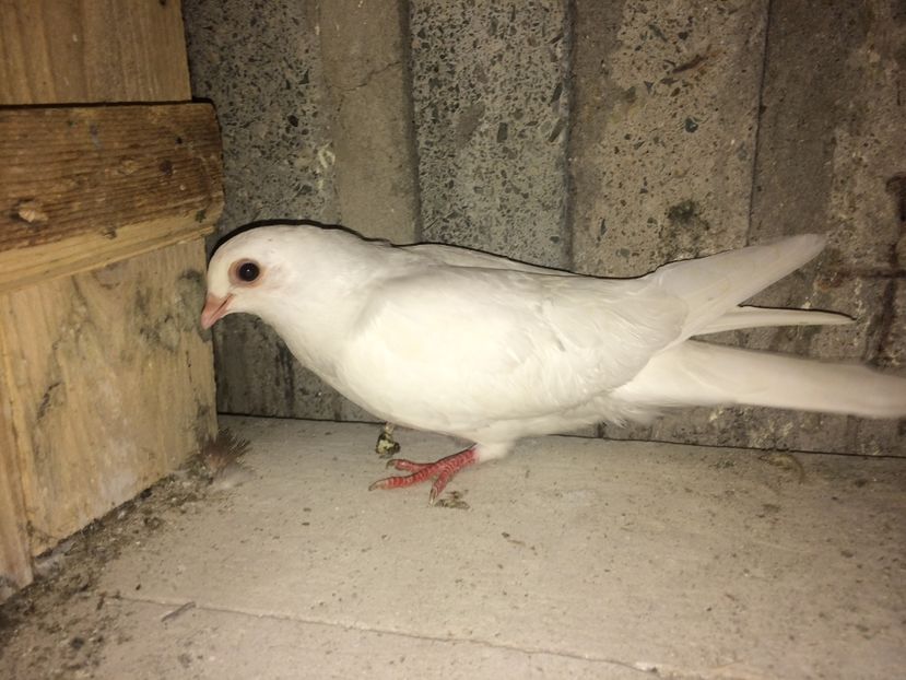 6186/16 - 0-lot zbor pui 2017