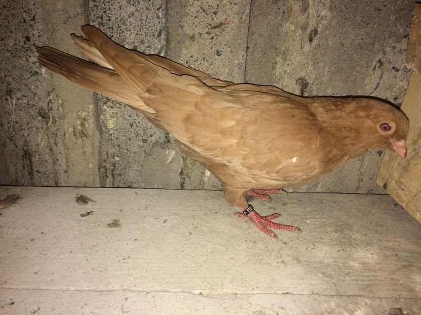 7073/16 - 0-lot zbor pui 2017