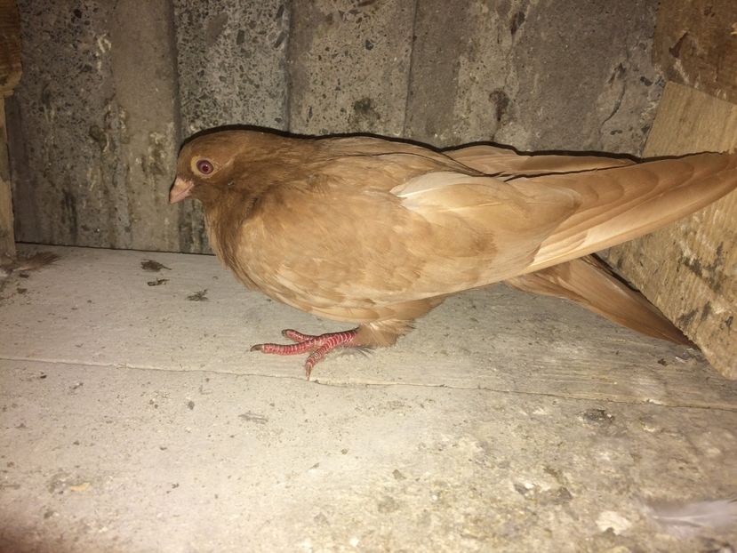  - 0-lot zbor pui 2017