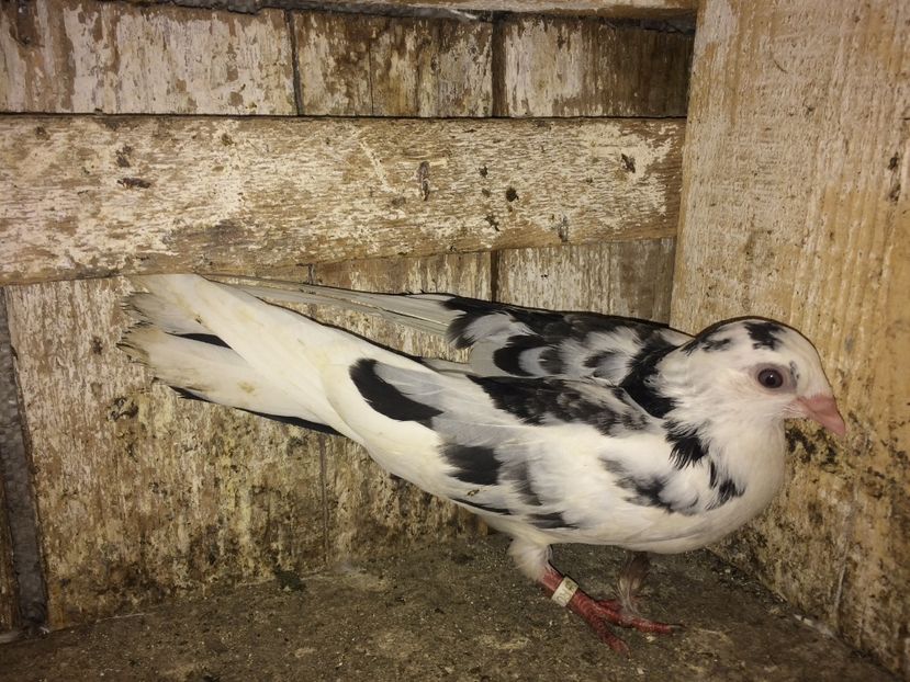 10863/15 - 0-lot zbor pui 2017