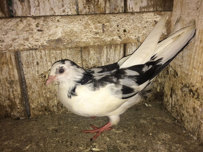  - 0-lot zbor pui 2017