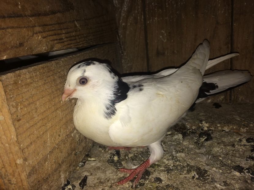 4949/16 - 0-lot zbor pui 2017