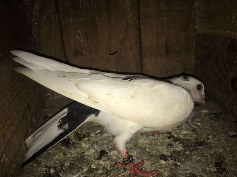  - 0-lot zbor pui 2017