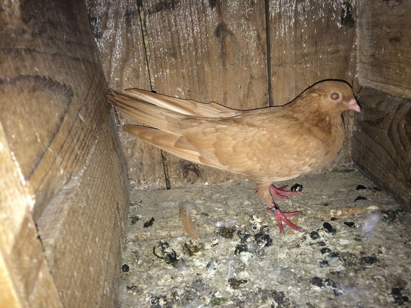  - 0-lot zbor pui 2017