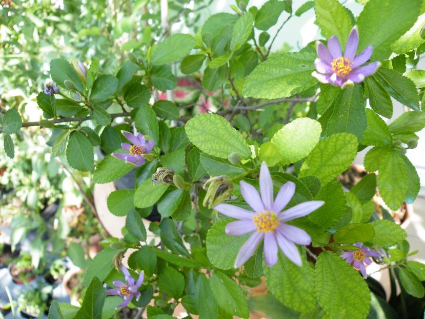grewia occidentalis - 2017 in gradina mea
