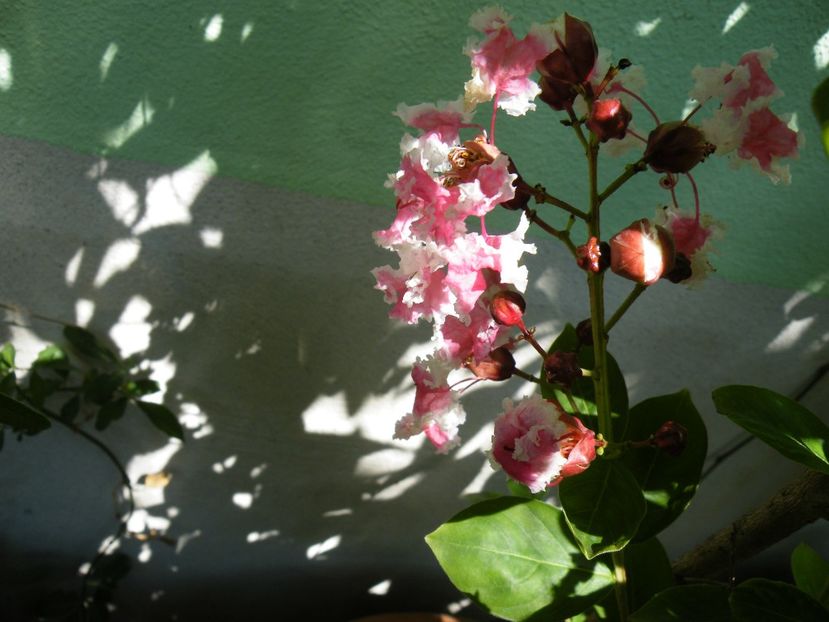 lagerstroemia berlingoth menthe - 2017 in gradina mea