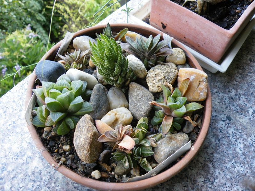  - Colectie suculente
