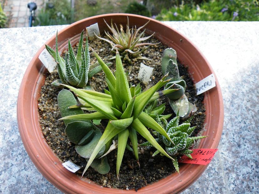  - Colectie suculente