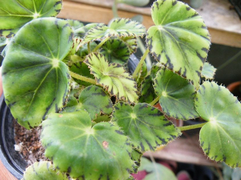 bowerae  tiger - Colectie begonia