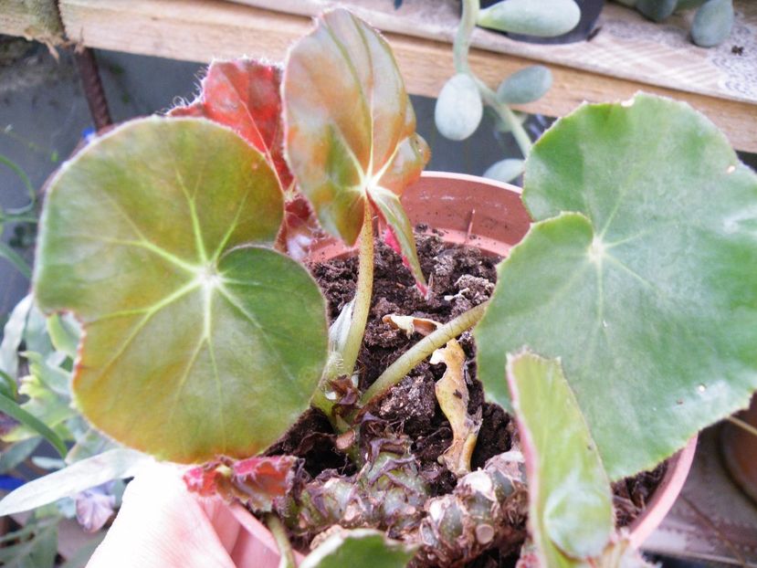 erytrophylla - Colectie begonia