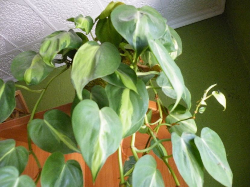 scadens brasil - Colectie philodendron